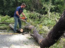How Our Tree Care Process Works  in  Stepping Stone, CO