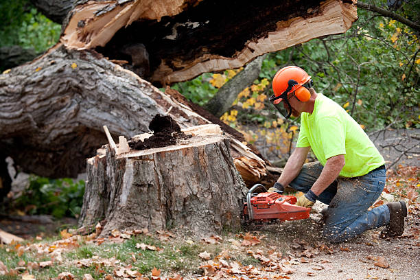 Best Tree Mulching  in Stepping Stone, CO