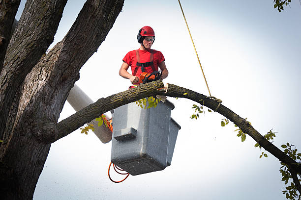 Professional Tree Services in Stepping Stone, CO