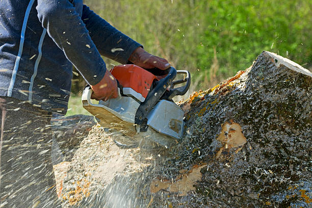 Best Tree Removal  in Stepping Stone, CO