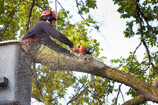 Best Tree Trimming and Pruning  in Stepping Stone, CO
